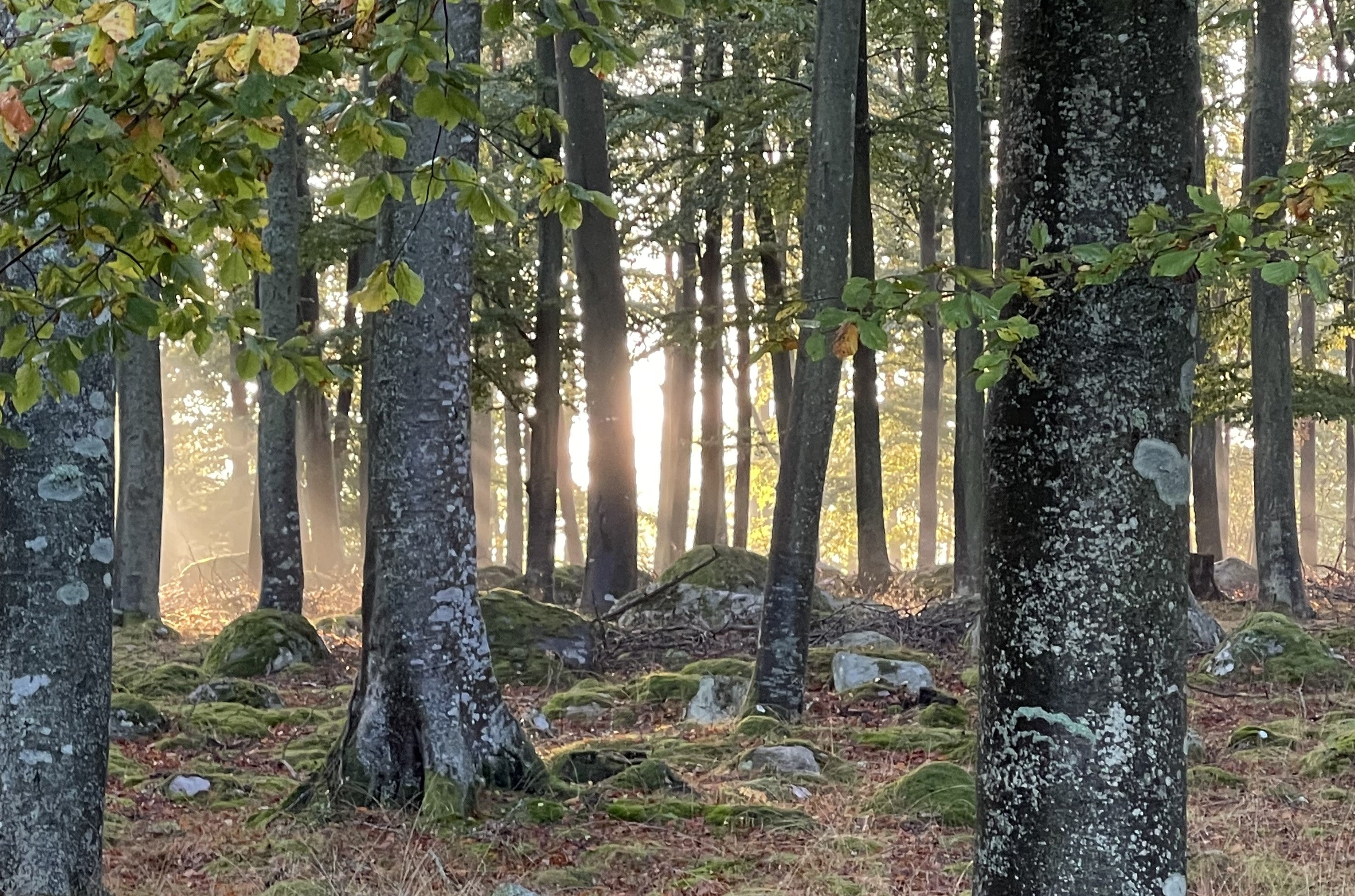 Der Wald: Ein Eckpfeiler der Nachhaltigkeit